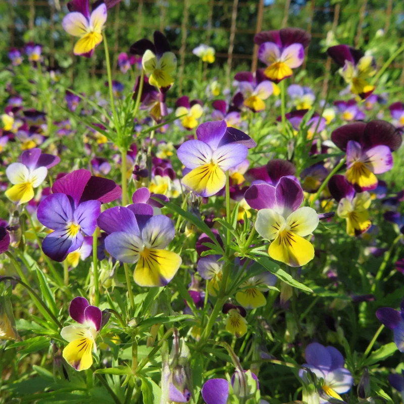 Pensée sauvage du POC ( Viola tricolor )