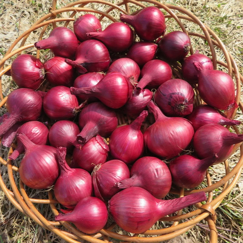 Oignon ‘Robelja’ ( Allium cepa )