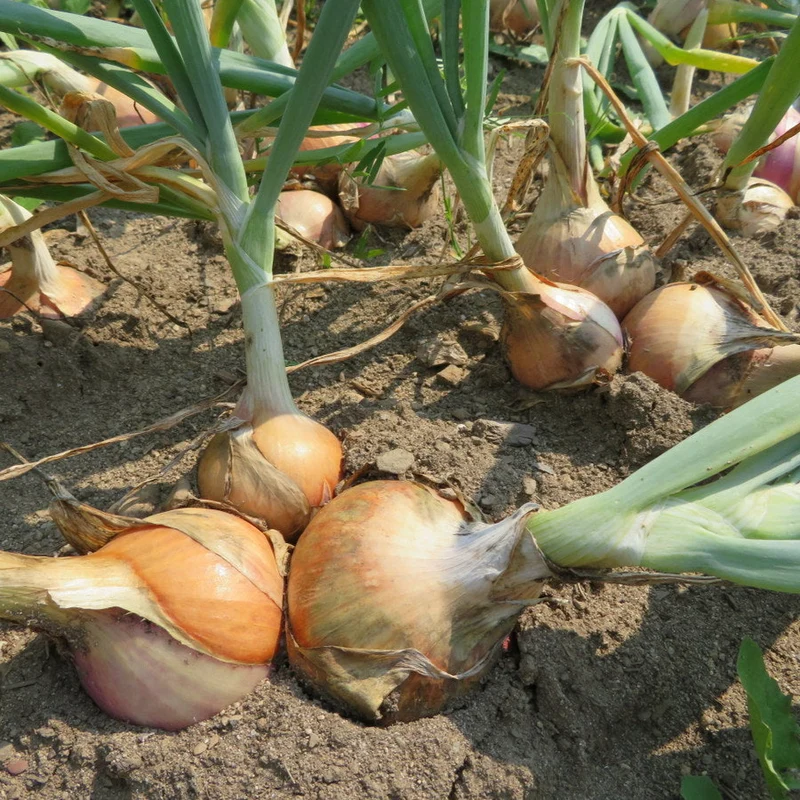 Oignon ‘Keravel’ ( Allium cepa )
