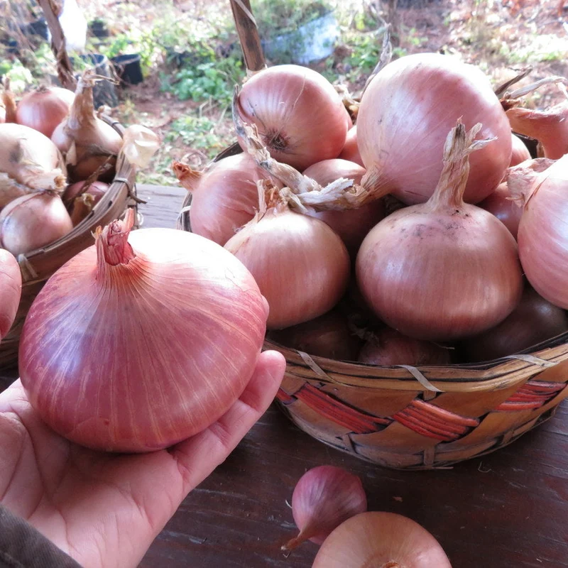 Oignon ‘Keravel’ ( Allium cepa )