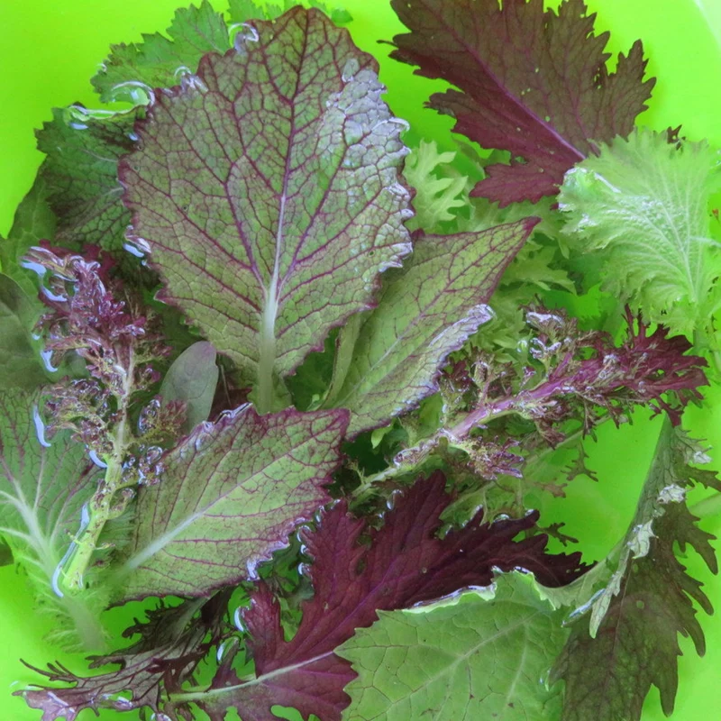 Moutardes en mélange ( Brassica juncea )