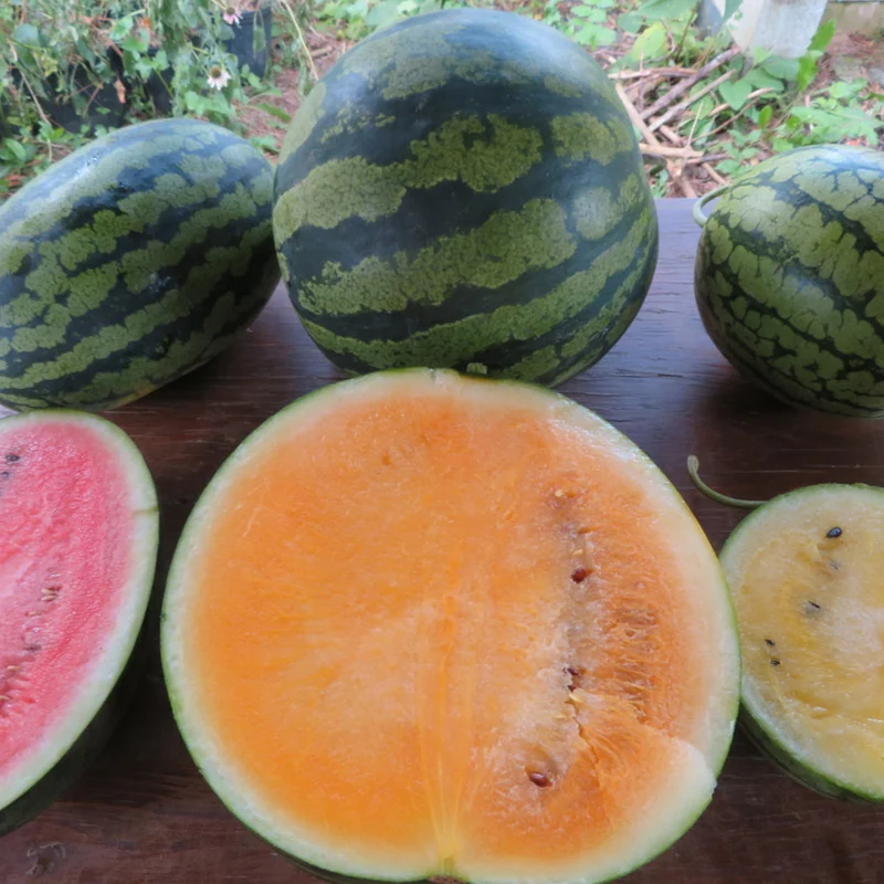 Melons d‘eau 'en trio’ ( Citrullus lanatus )