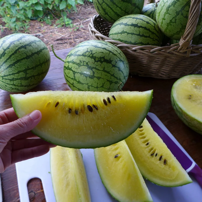 Melons d‘eau 'en trio’ ( Citrullus lanatus )