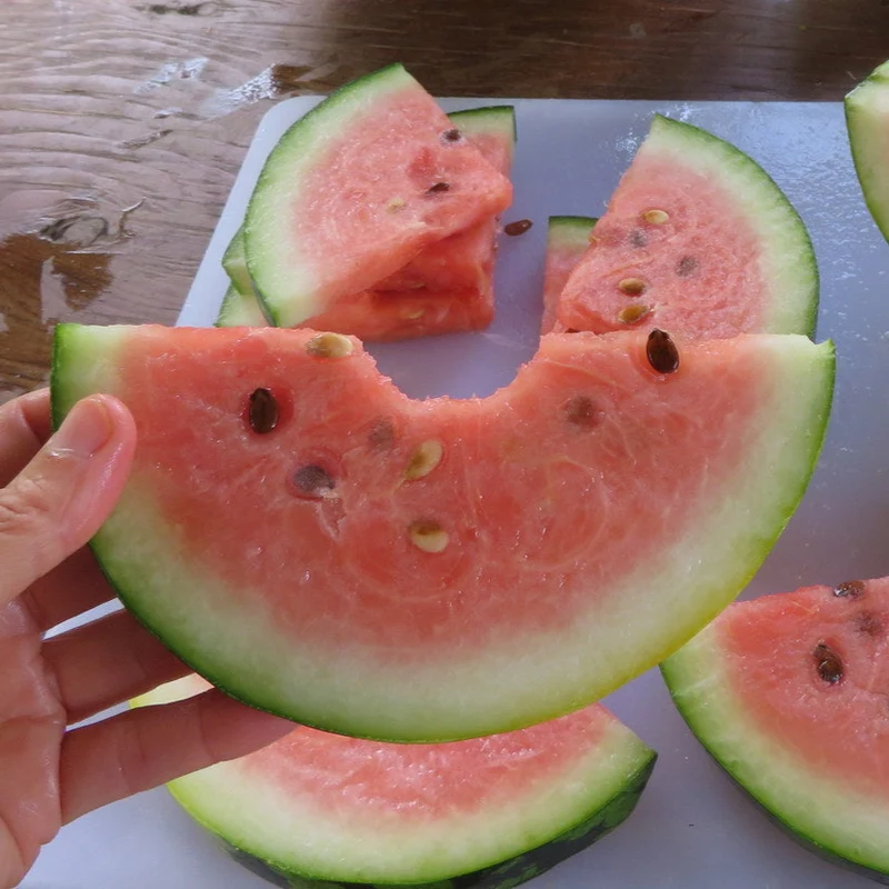 Melons d‘eau 'en trio’ ( Citrullus lanatus )