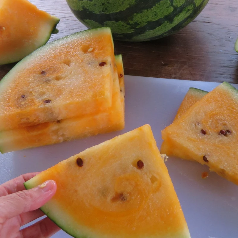 Melons d‘eau 'en trio’ ( Citrullus lanatus )