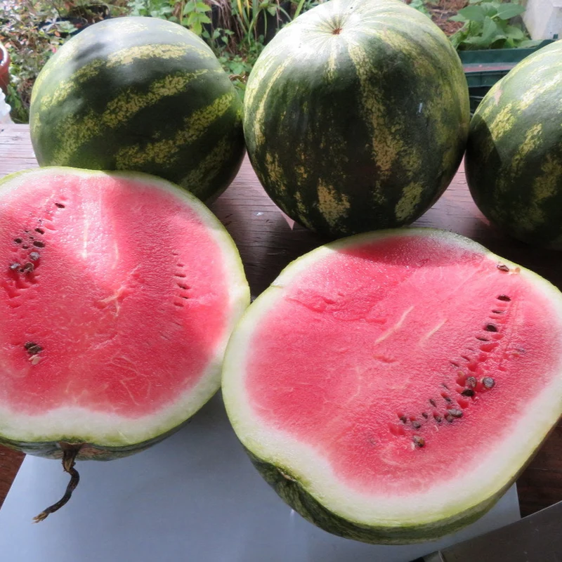 Melon d‘eau 'Sweet Dakota Rose’ ( Citrullus lanatus )