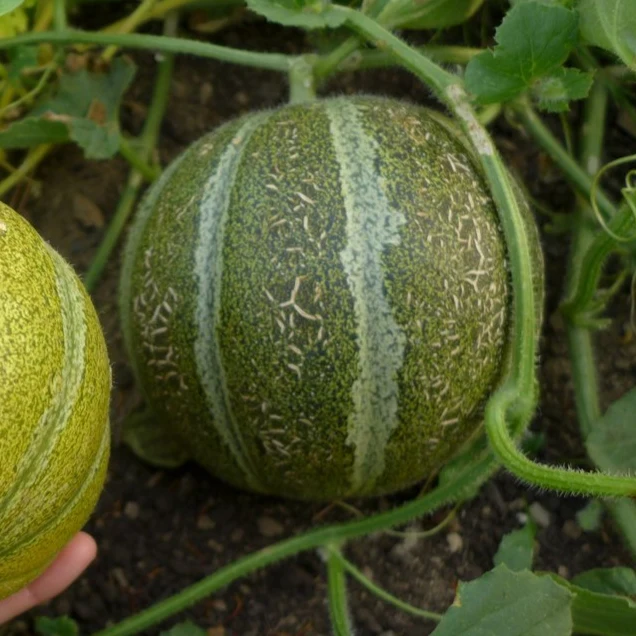 Melon ‘Ha'Ogen’ ( Cucumis melo var. reticulatus )