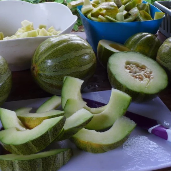 Melon ‘Ha'Ogen’ ( Cucumis melo var. reticulatus )