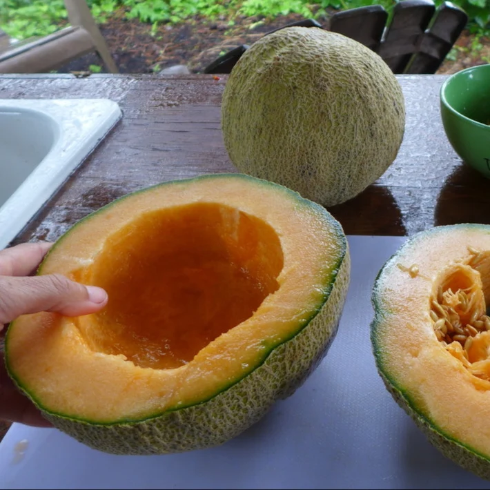 Melon ‘Gnadenfeld’ ( Cucumis melo var. reticulatus )