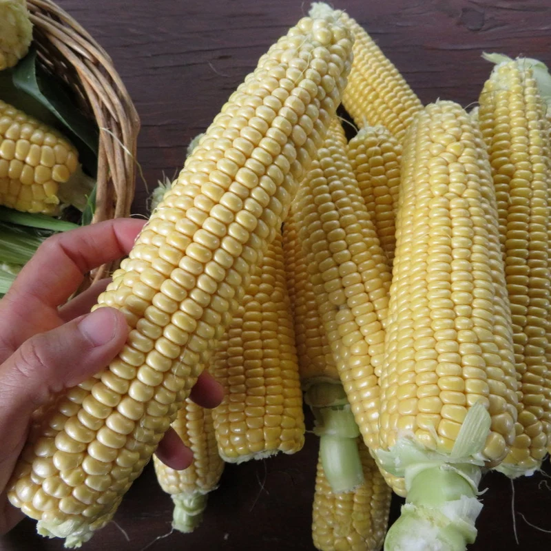 Maïs ‘New Mama Super Sweet’ ( Zea mays )