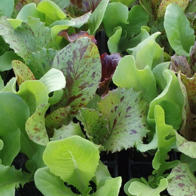 Laitues en mélange ( Lactuca sativa )