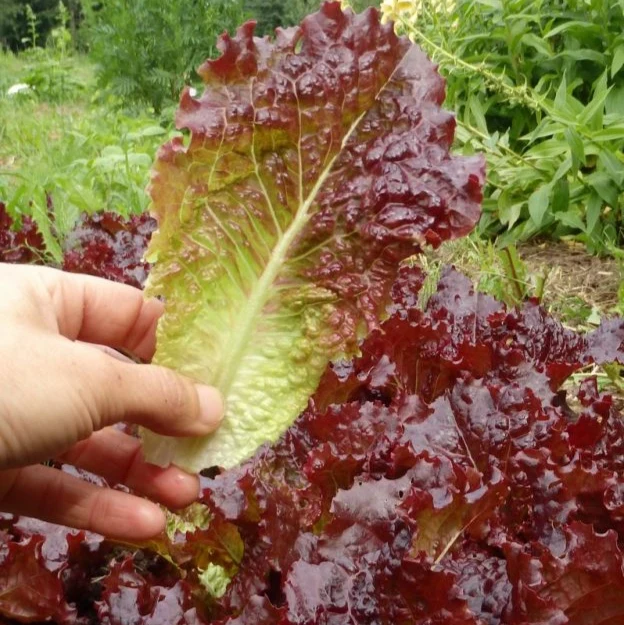 Laitue ‘Ibis’ ( Lactuca sativa )