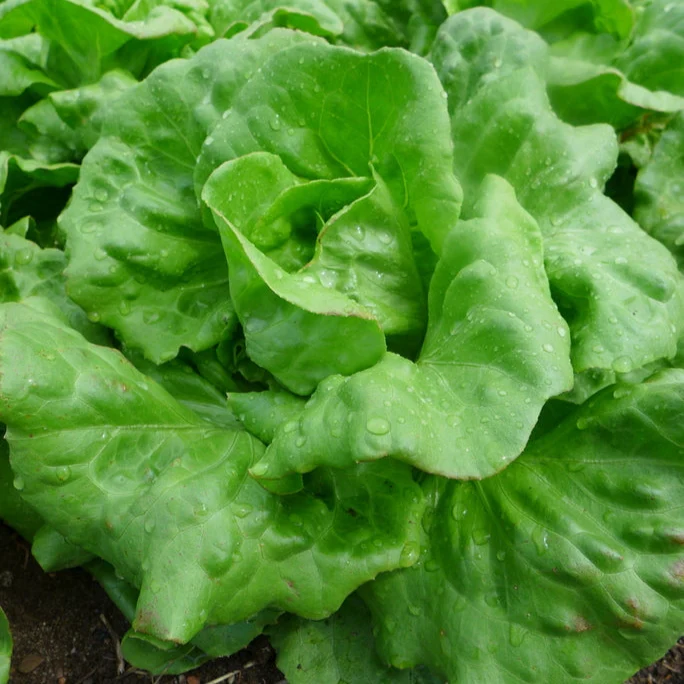 Laitue ‘Du Bon Jardinier’ ( Lactuca sativa )