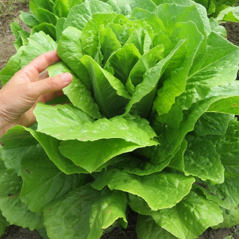 Laitue ‘Ballon’ ( Lactuca sativa )