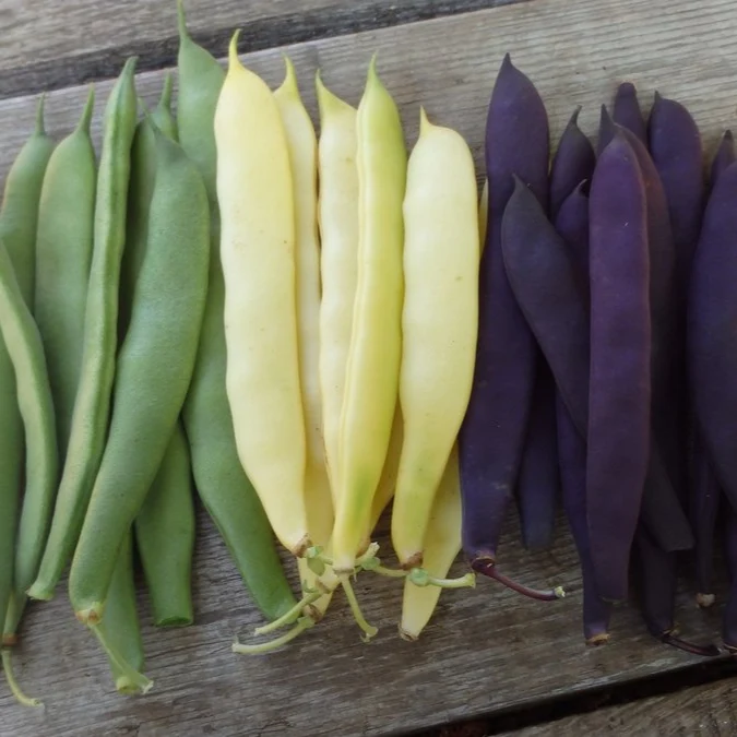 Haricots romano nains ‘en mélange’ ( Phaseolus vulgaris )
