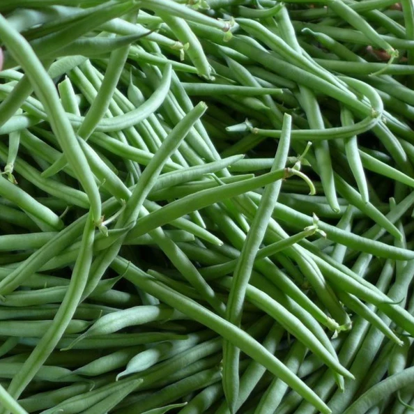 Haricot ‘Oceanis’ ( Phaseolus vulgaris )