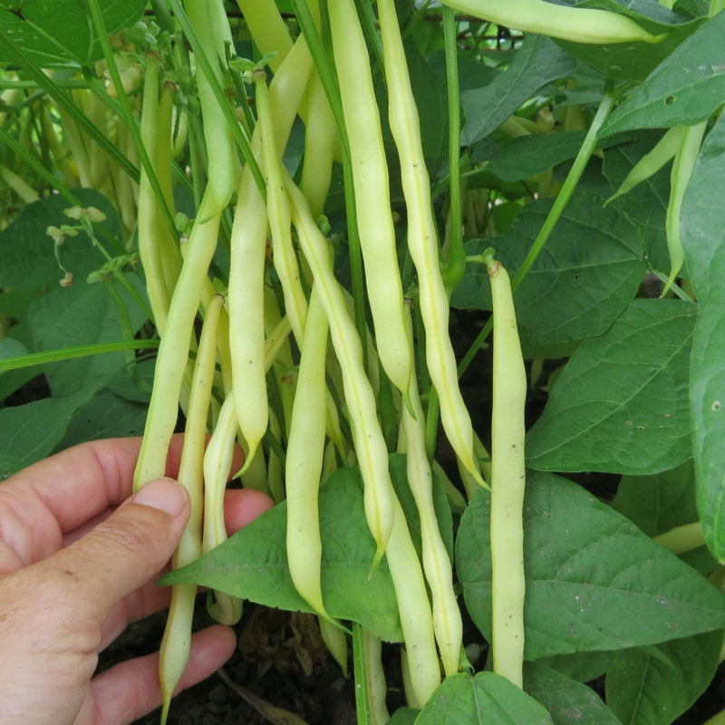 Haricot nain ‘Orinoco’ ( Phaseolus vulgaris )