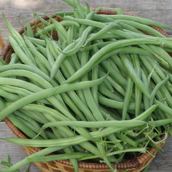 Haricot nain ‘Castandel’ ( Phaseolus vulgaris )
