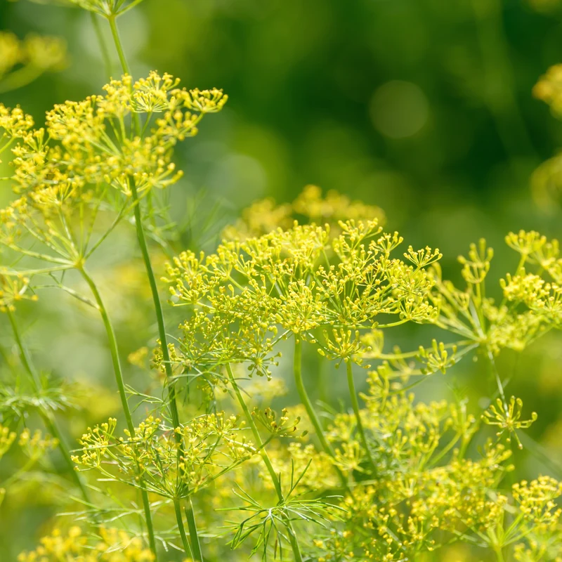Aneth ‘Bouquet’ bio ( Anethum graveolens )