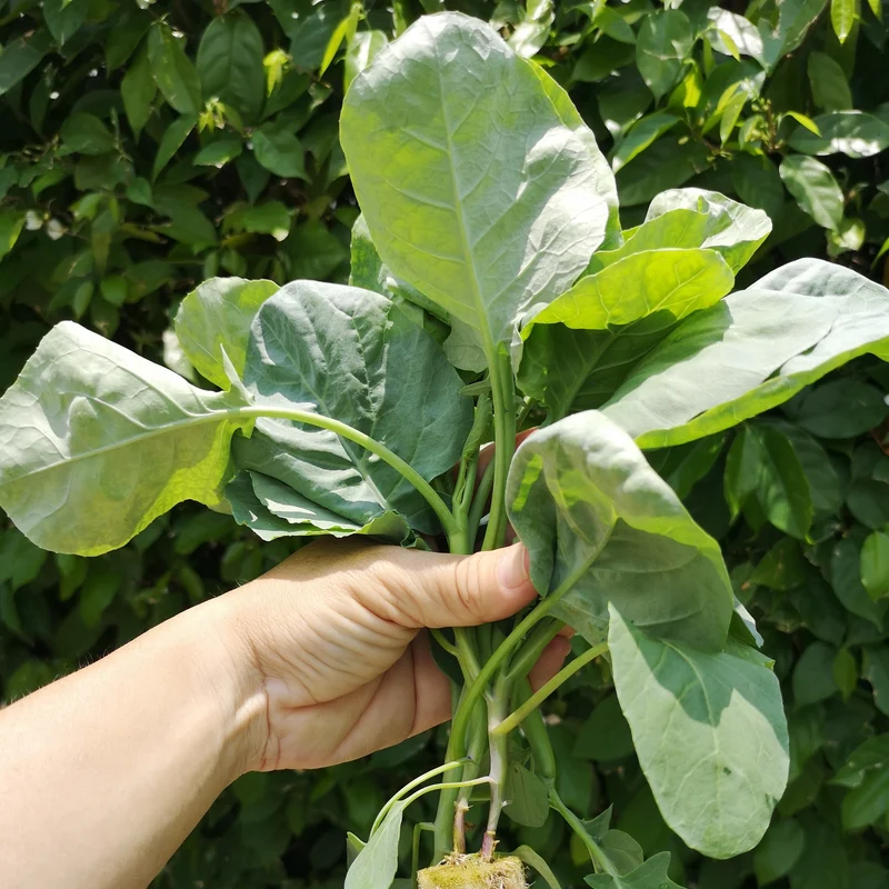 Brocoli chinois ‘Kailaan’ bio ( Brassica oleracea Alboglabra Group)