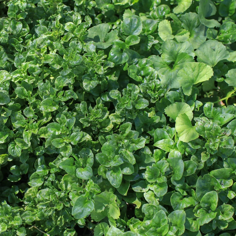 Cresson alénois bio ( Lepidium sativum )