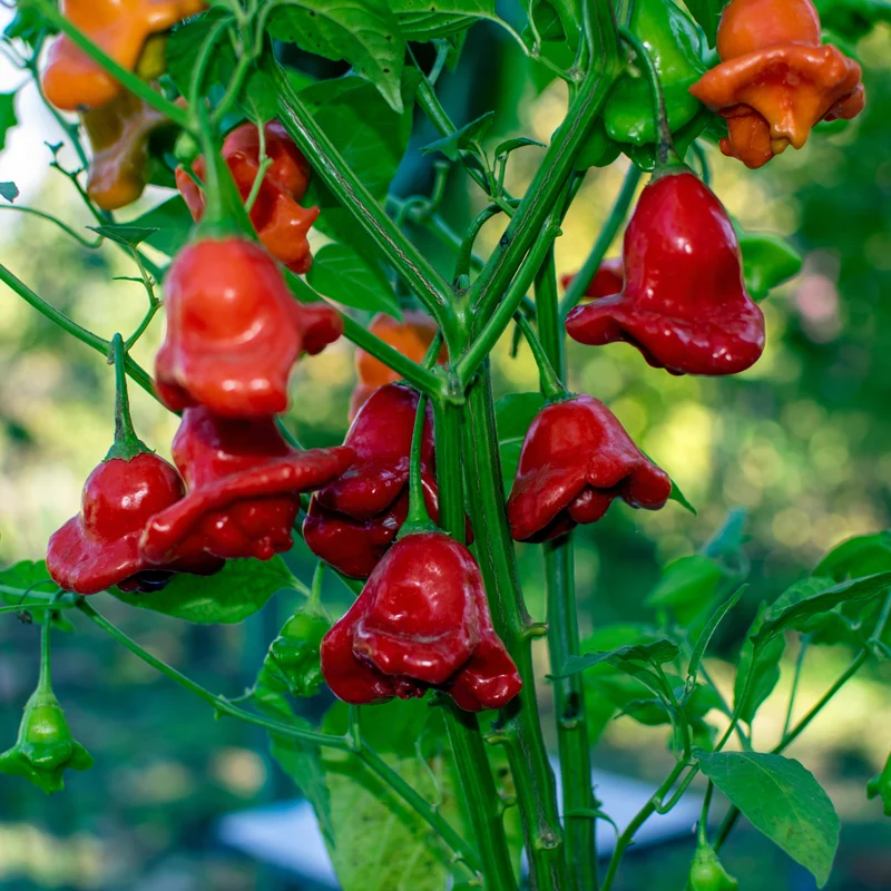 Piment fort ‘Bishop’s Crown’ bio ( Capsicum baccatum )