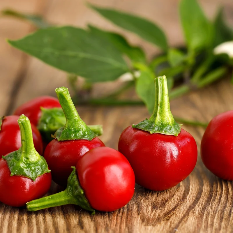 Piment fort ‘Cherry Bomb’ bio ( Capsicum annuum )