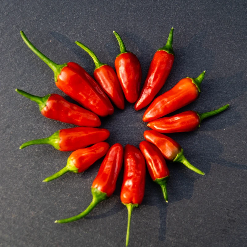 Piment fort ‘Piri Piri’ bio ( Capsicum frutescens )