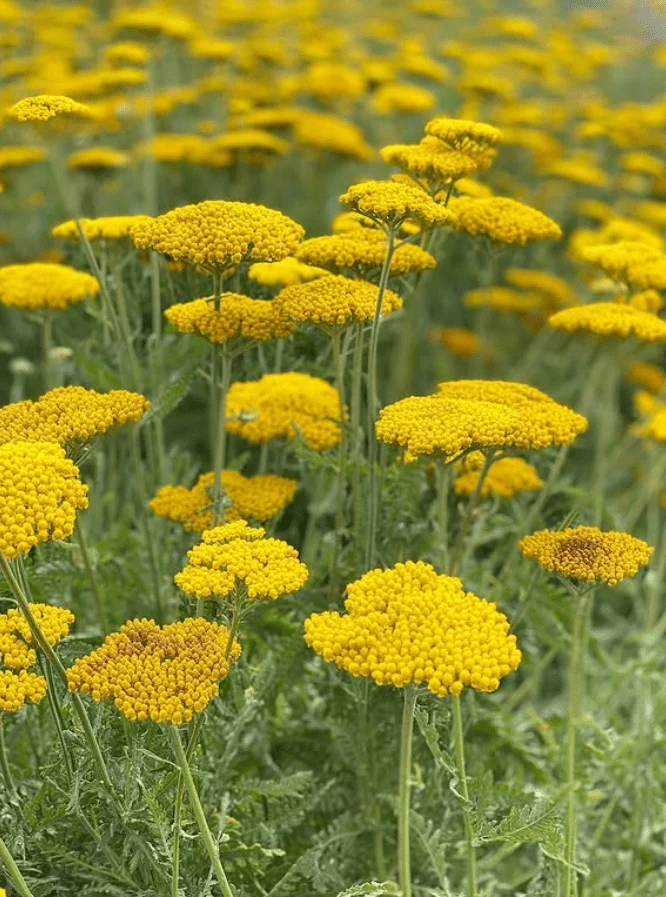 Achillée 'Golden Yarrow' bio