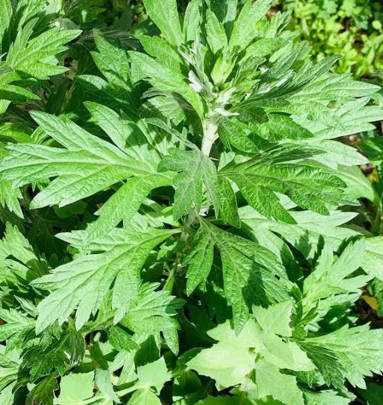 Absinthe 'Wormwood' bio