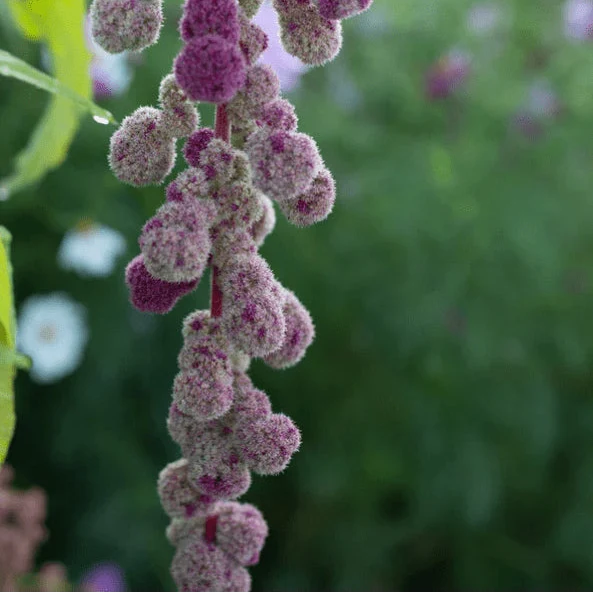 Amarante 'Violette Elephant Head' bio