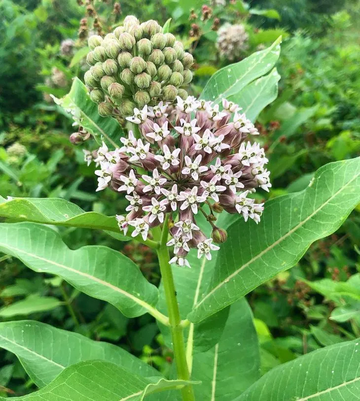 Asclépiade 'Common Milkweed' bio