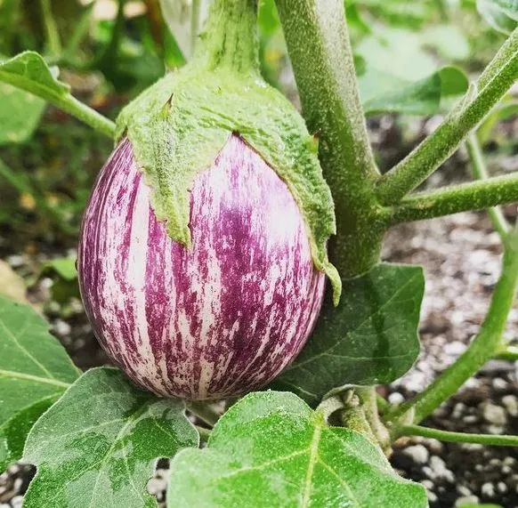 Aubergine longue 'Piccolo F1' bio