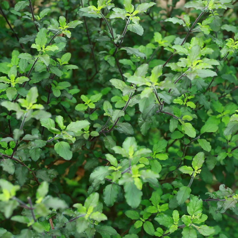 Basilic 'Amrita (Tulsi)' bio