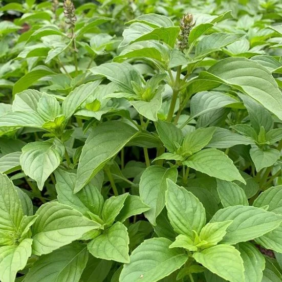 Basilic 'Mrs. Burns Lemon' bio