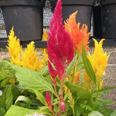 Célosie 'Plumosa Mix' bio