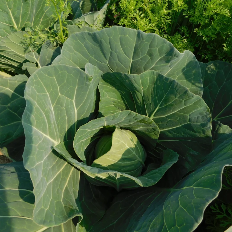 Chou 'Golden Acre' bio