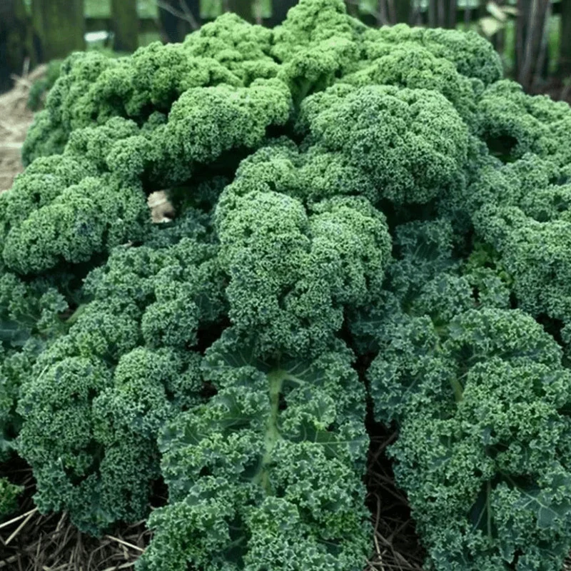 Chou frisé d'hiver 'Westlandse Winter Kale' bio