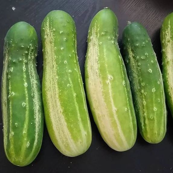Concombre 'Green Wonder' bio
