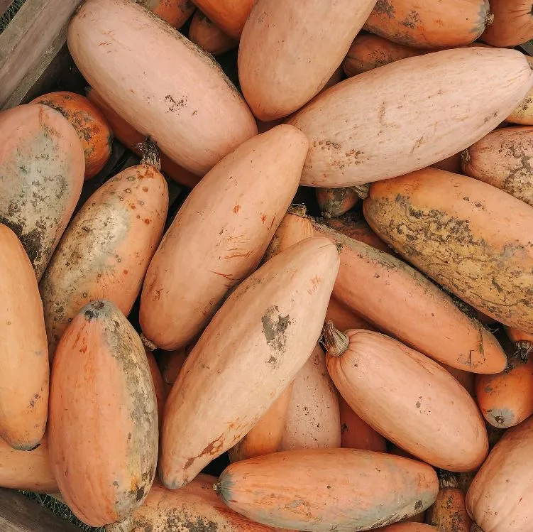 Courge banana d'hiver 'Pink Banana Jumbo' bio