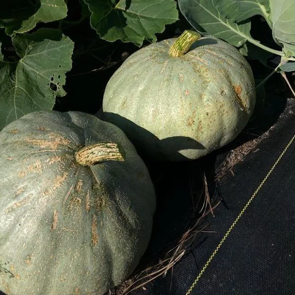 Courge citrouille d'hiver 'Sweet Meat Winter Squash' bio