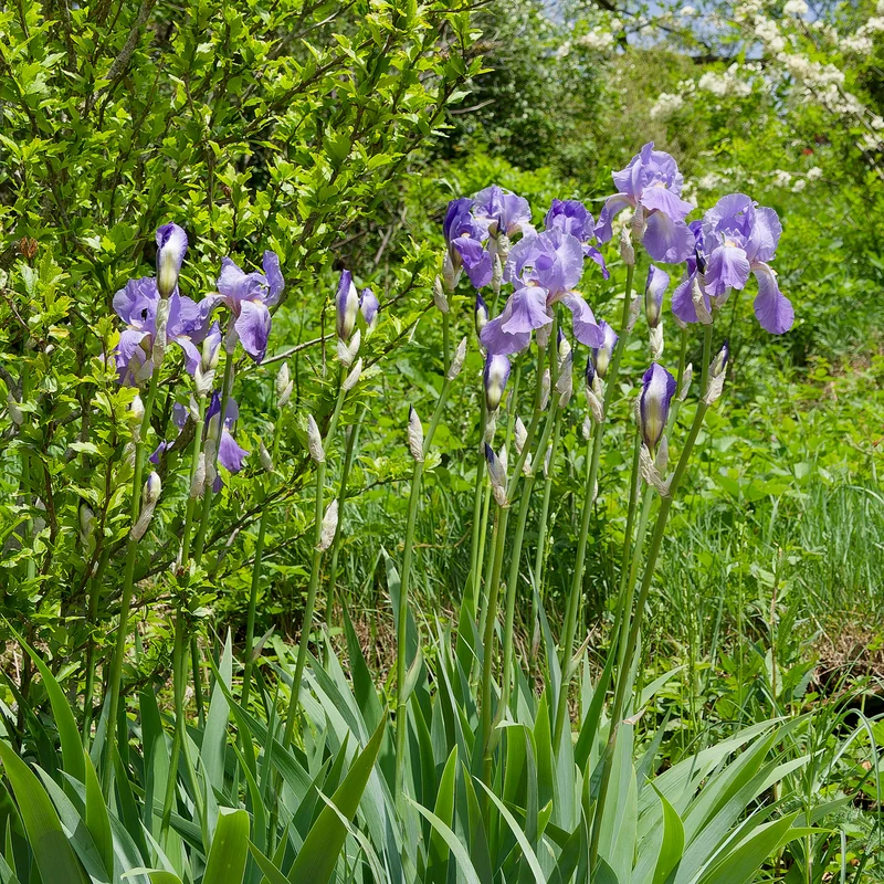 3 Iris de jardin remontant Lovely again