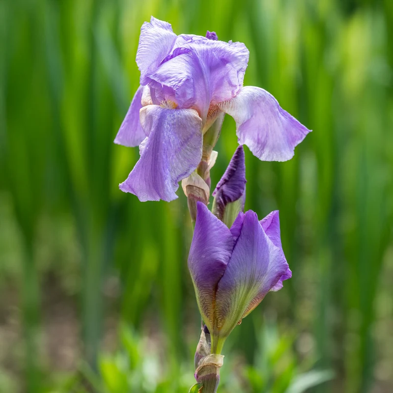 3 Iris de jardin remontant Lovely again