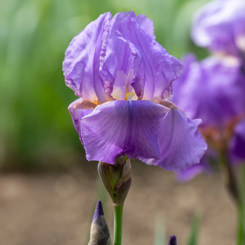 3 Iris de jardin remontant Lovely again