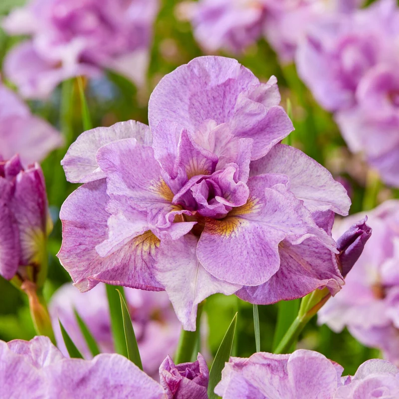 2 Iris de Sibérie Pink Parfait