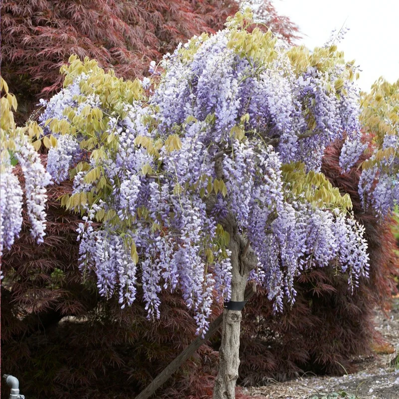 Glycine bleue sur tige