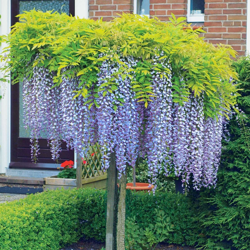 Glycine bleue sur tige