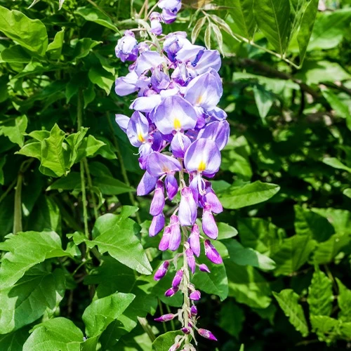 Glycine bleue sur tige
