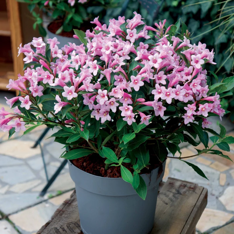 Weigelia Poupée rose