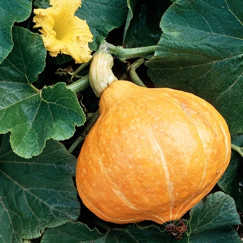 Potiron Potimarron